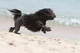 PETIT CHIEN LION 131